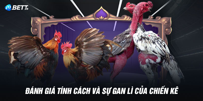 Đánh giá tính cách và sự gan lì của chiến kê