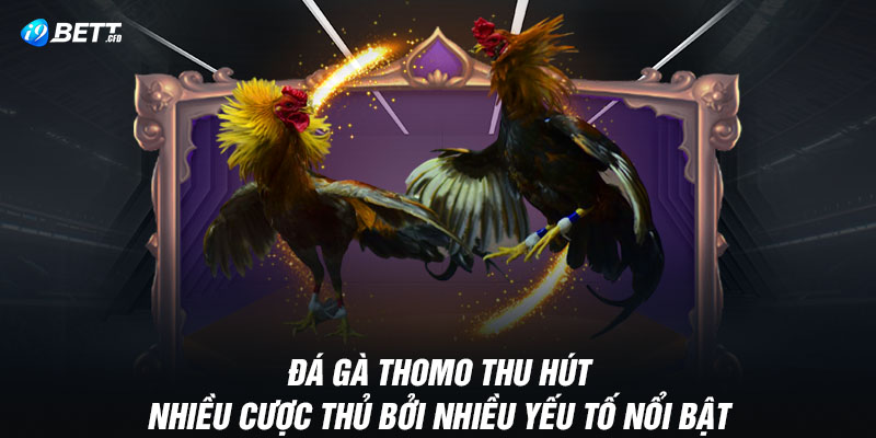 Đá gà Thomo thu hút nhiều cược thủ bởi nhiều yếu tố nổi bật